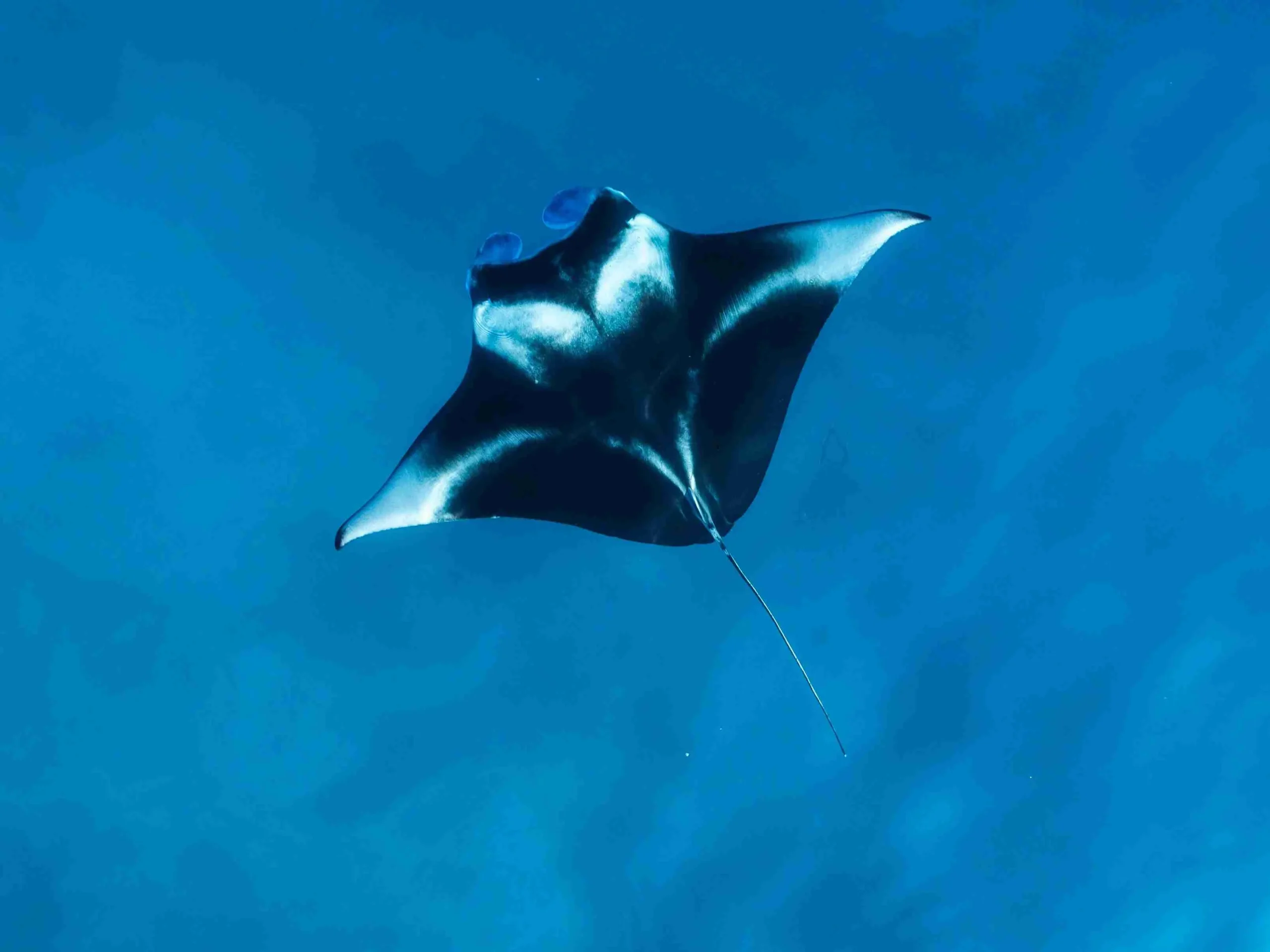 Manta Sandy 潛點