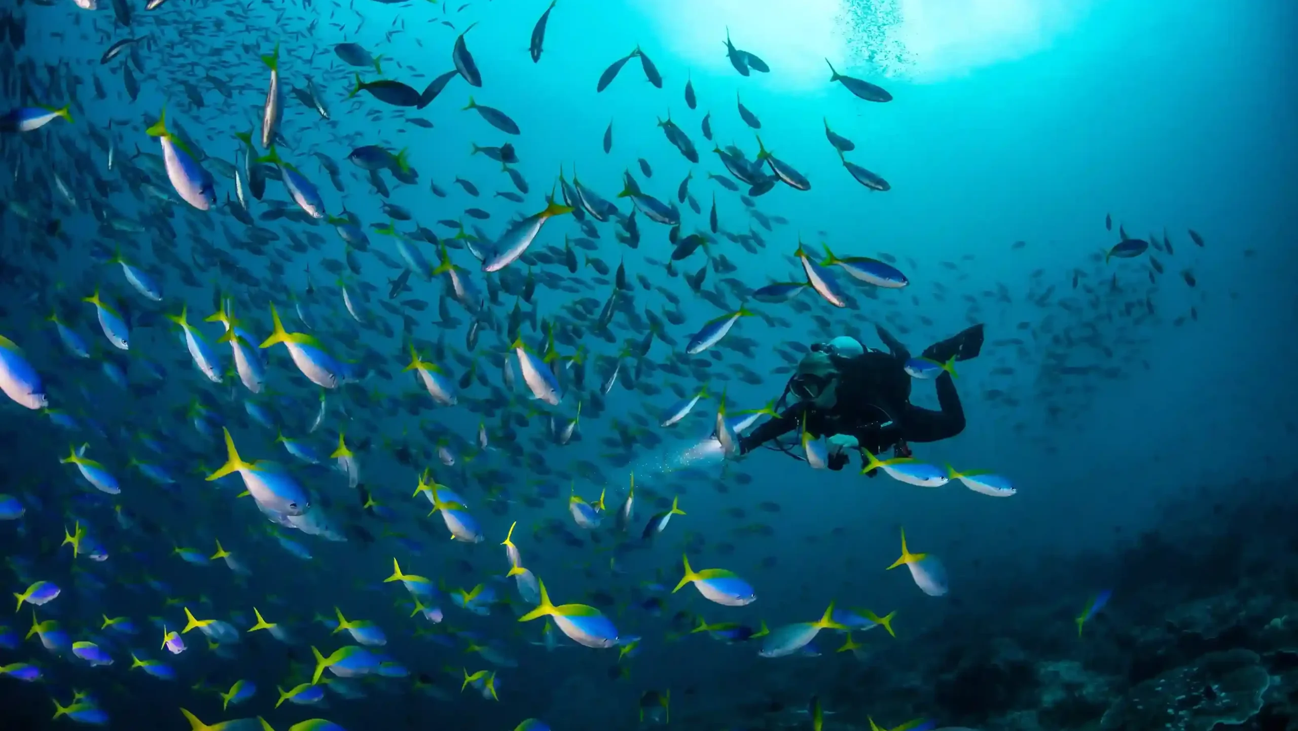 米索爾梅鯛魚群廣角