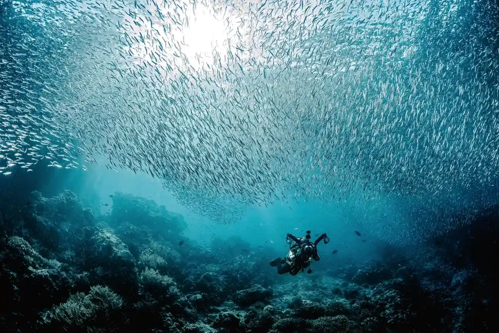 拉賈安帕特水底世界魚群