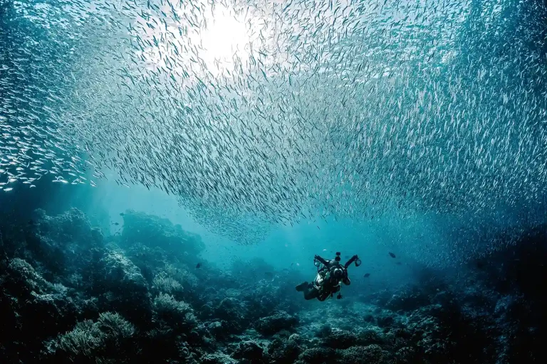 拉賈安帕特水底世界魚群