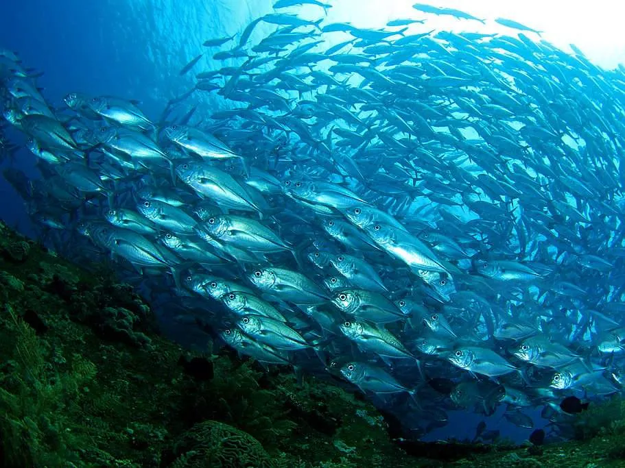 Sardine Reef 魚牆潛點