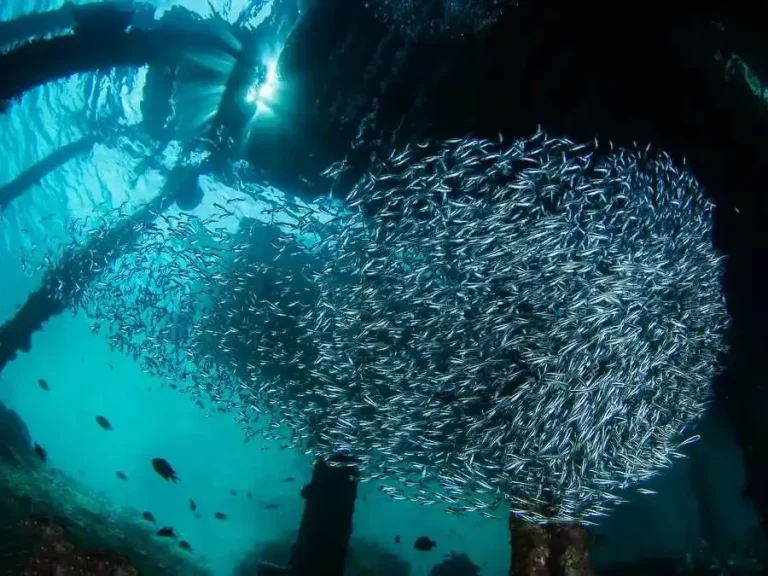 Arborek 碼頭下面嘅魚群