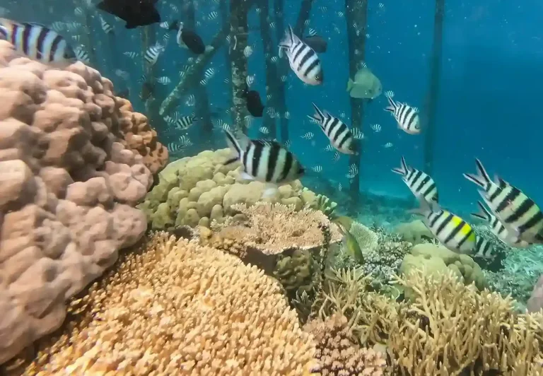 Yenbuba 碼頭下嘅珊瑚礁同魚群